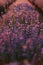 close up of bushes lavender blooming scented fields on sunset. lavender purple aromatic flowers at lavender fields of