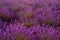 Close up Bushes of lavender purple aromatic flowers