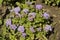 close-up: bushes of purple ageratum flowers