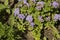 close-up: bushes of purple ageratum flowers