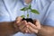 Close up of businessman hold seedling in hands