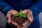 Close up of businessman holding a seedling against grey background
