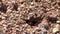 Close-up of a busy ant colony