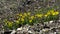 Close up of buttercup yellow flowers growing on a stony surface. Stock footage. Floral background, soft and beautiful