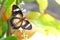 Close-up butterfly with Citharexylum spinosum white flower or Florida fiddlewood or Spiny fiddlewood or Fiddlewood tree