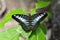 Close up butterfly (Clipper) on the green leaf