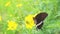 Close up of butterfly collecting nectar on the yellow cosmos in the flower garden.