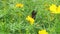 Close up of butterfly collecting nectar on the yellow cosmos in the flower garden.