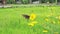 Close up of butterfly collecting nectar on the yellow cosmos in the flower garden.