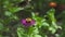 Close up butterfly collecting pollen on summer flowers in flowering garden. Butterfly pollinating flowers in blooming