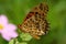 Close-up of butterfly details.