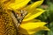 A close-up butterfly eats pollen from a sunflower flower