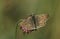 Close-up of butterfly on flower