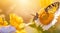 A close-up of a butterfly on a flower, bathed in golden sunlight