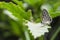 Close up butterfly on green plant leaf in garden, grass background insect animal wildlife outdoor arthropods, small beauty,