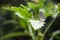 close up butterfly on green plant leaf in garden, grass background insect animal wildlife outdoor arthropods, small beauty