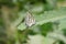 close up butterfly on green plant leaf in garden, grass background insect animal wildlife outdoor arthropods, small beauty