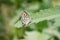 Close up butterfly on green plant leaf in garden, grass background insect animal wildlife outdoor arthropods, small beauty