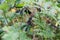 Close up on butterfly larva eating a leaf