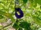 Close-up of Butterfly pea edible herb flower in the garden, Clitoria ternatea or Blue pea.