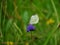 Close up of a butterfly Pieris rapae sitting on a blue flower of Jasione montane, with a blurred green background