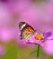 Close up of butterfly on pink cosmos flower