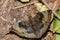 Close up butterfly puddling on the ground in nature.