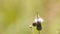 Close up of Butterfly Sooty Copper Lycaena tityrus male on flower