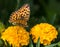 Close-up of butterfly Speyeria Atlantis on the bright yellow marigold flower