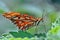 Close-up of a butterfly standing on a leaf