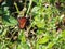 Close-Up of a Butterfly - Tram Road Trail to Shark Valley Observation Tower in Everglades National Park in Florida