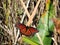 Close-Up of a Butterfly - Tram Road Trail to Shark Valley Observation Tower in Everglades National Park in Florida