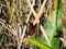 Close-Up of a Butterfly - Tram Road Trail to Shark Valley Observation Tower in Everglades National Park in Florida