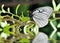 Close up of a butterfly water reflections