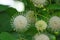 Close up buttonbush growing by lake tarpon