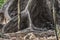 Close-up of buttress roots of a rainforest tree, Amazon rainforest, Brazil