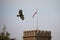 Close up of Buzzard flying over Church Tower with English St Georges Cross flag