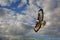 Close up of Buzzard flying overhead with wings spread