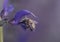 Close-up of a Buzzed big (Bombylius major) harvesting pollen from a vibrant purple flower