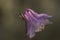 Close-up of a Buzzed big (Bombylius major) on a vibrant purple flower