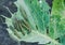 Close up of cabbage caterpillars eating holes in cabbage leaf