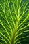 Close-up of cabbage leave in cabbage field