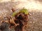 Close-up of a Cabbage Moth Caterpillar Mamestra Brassicae on Plant Debris