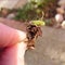 Close-up of a Cabbage Moth Caterpillar Mamestra Brassicae on Plant Debris with Hand for Scale