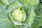 Close up Cabbage planted on garden in hill