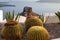 Close-up of cacti and aloes growing in a flower bed in Santorini.