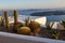 Close-up of cacti and aloes growing in a flower bed in Santorini.