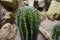 Close-up of a cactus