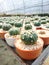 Close up of Cactus Astrophytum Asterias in the pot