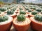 Close Up of Cactus Astrophytum Asterias in the pot